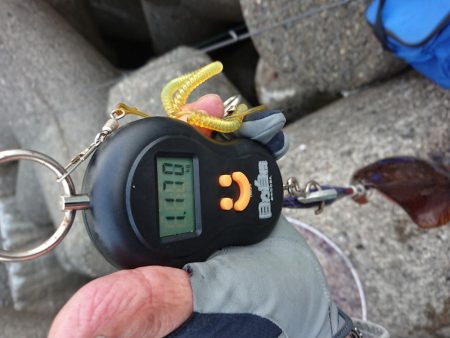 アオリにキジハタ釣り